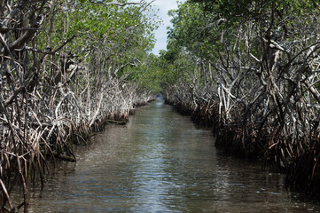 Mangroves in the Glades