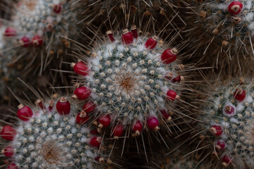 fruiting cactus