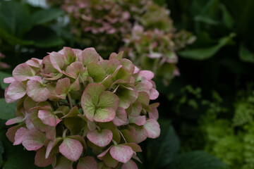 moody hydrangeas