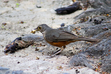 blackbird on the beach