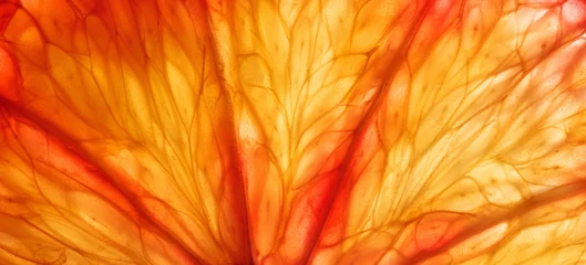 Foto op Plexiglas Slice of citrus fruit background © Alex