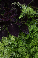 mixed green and purple foliage
