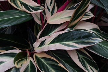 variegated leaves pink and green