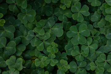 bed of clover