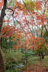 Fototapeta na wymiar Red maple leaves in the famous Shimogamo Jinja