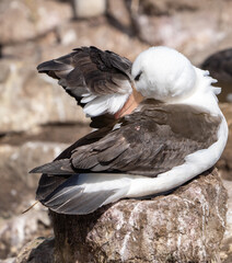 Black-browed albatross preening