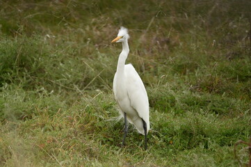 Great egret