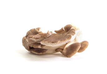 Indian Oyster, Phoenix Mushroom or Lung Oysteron on white background. Isolated picture. Popular vegetable for cooking.