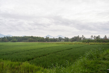 background. landscape photo. the mountain roared in the morning. parijatah kulon village,...
