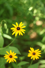Obraz premium Black-eyed Susan