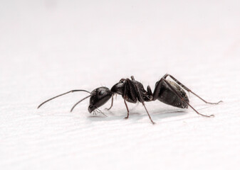 Macro Black Ant - Whole Body of Live Ant