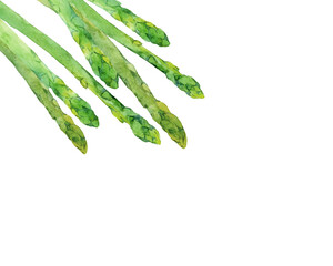 グリーンアスパラの水彩イラスト