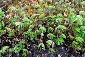 ワレモコウ　黄瓜香