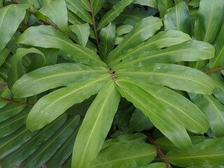 close up of leaves