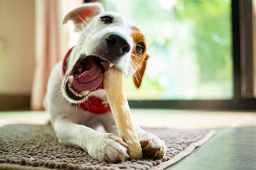 ack russell terrier chewing bone in the living room - obrazy, fototapety, plakaty