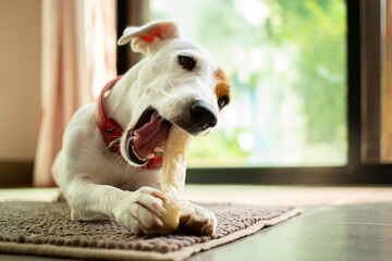 ack russell terrier chewing bone in the living room