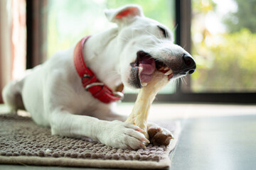 ack russell terrier chewing bone in the living room