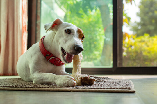 ack russell terrier chewing bone in the living room
