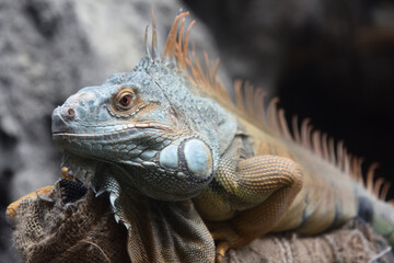Close-up of a Green iguana