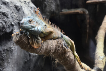 Close-up of a Green iguana
