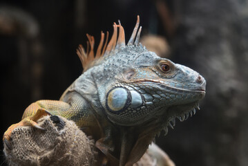 Close-up of a Green iguana