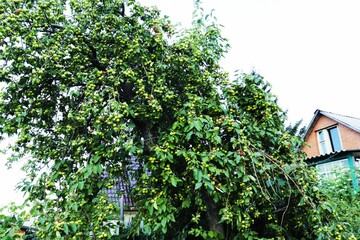 Apple trees in the garden, with apples ready for harvest. Apple tree.