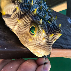 Close-up view of a pufferfish accidentally caught in Florida