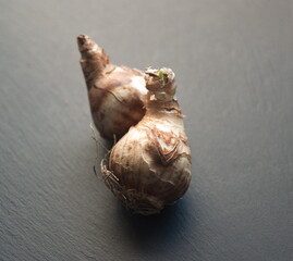Growing narcissus, bulbs of spring perennial plants of the amaryllis family, Amaryllidaceae, on grey background