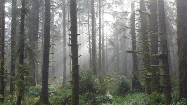 Beams of sunlight filter into a beautiful forest in Klamath, California. This coastal part of northern California is home to the largest tracts of Redwood trees and forests on Earth.