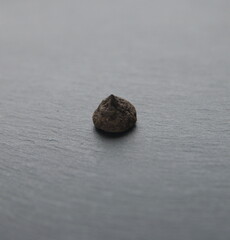 Bulbs of anemone, Anemone coronaria, windflower, ornamental garden plant