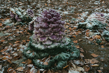 Cauliflower first frost
