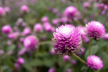 Gomphrena globosa or firework flowers. Beautiful purple gomphrena globosa flower in the garden.