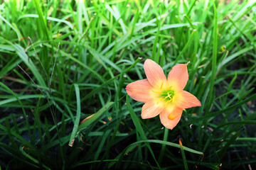 Zephyranthes grandiflora flowers or Fairy Lily, Rain Lily, Zephyr Flower in the garden.