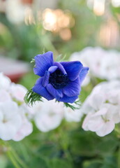 Anemone flower, amethyst blue petals, ornamental garden plant Anemone coronaria