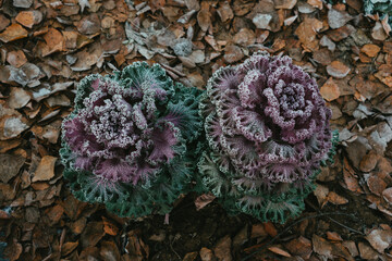 flowers on the ground