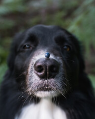Selective focus shot of blueberry on top of border collie nose