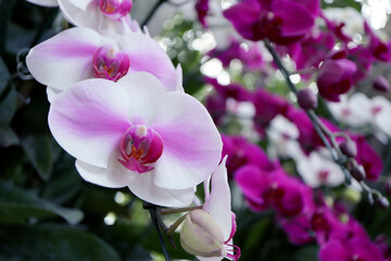Fototapeta na wymiar Orchid flower in the garden. Phalaenopsis orchid.