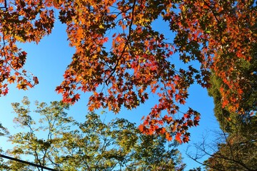秋　もみじ　紅葉　青空　風景
