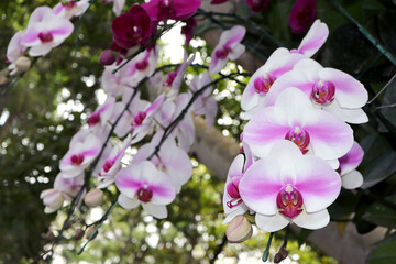 Orchid flower in the garden. Phalaenopsis orchid.