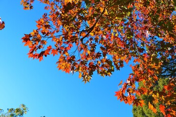 秋　もみじ　紅葉　青空　風景