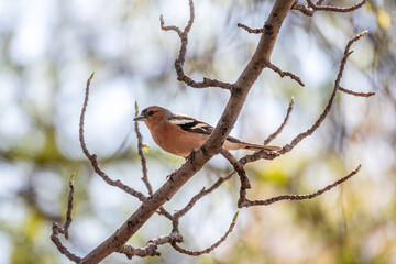 Common chaffinch, Fringilla coelebs, sits on a branch in spring on blue sky background. Common chaffinch in wildlife.
