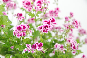 Pelargonium 