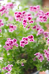 Pelargonium 