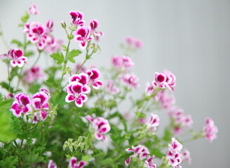 Pelargonium "Angel eyes", Geranium Angel's Perfume  with Pink - white flowers