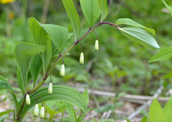 白いつぼ型の花を咲かせるアマドコロ