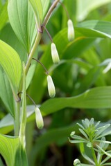 白いつぼ型の花を咲かせるアマドコロ