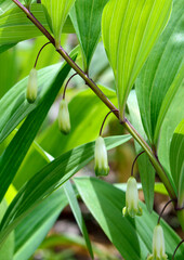 白いつぼ型の花を咲かせるアマドコロ
