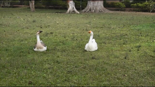 two ducks sitting on grass in a park