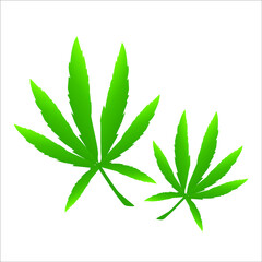 Medical Cannabis Leaves - Vector Illustration