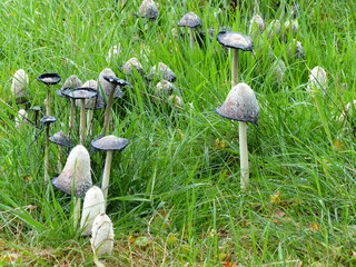 Coprinus Comatus In A Meadow